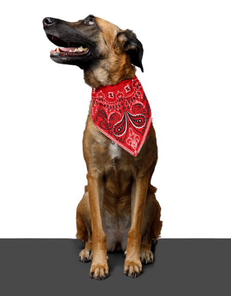 Fallout - DogMeat - Bandana