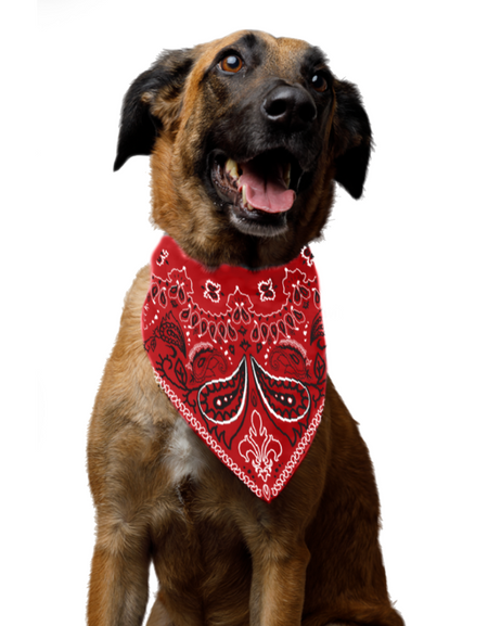 Fallout - DogMeat - Bandana